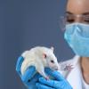 Lab Animal